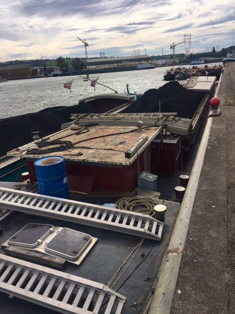 Rottweiler — thumbnail 3